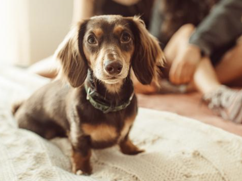 Pets are allowed at Rambler Ann Arbor with certain restrictions.