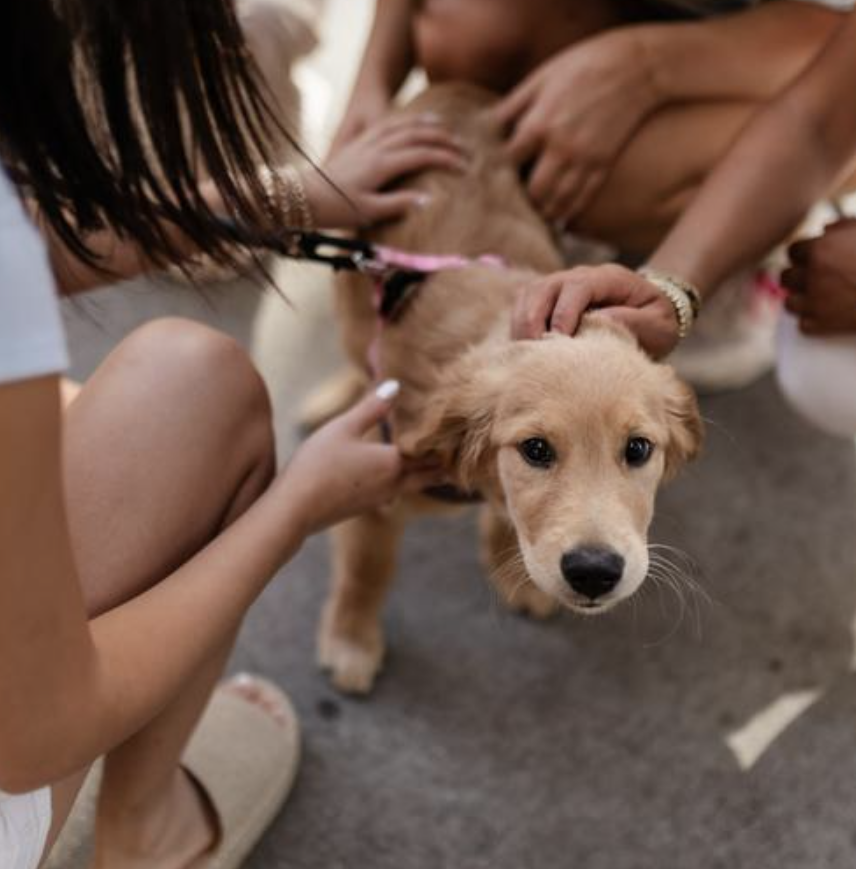 Pets are allowed at Rambler Ann Arbor under certain conditions.
