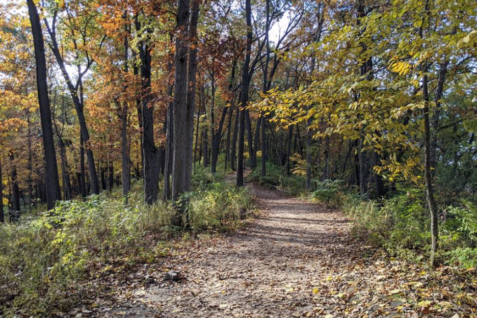 Running trail at the University of Michigan Nichols Arboretum. 