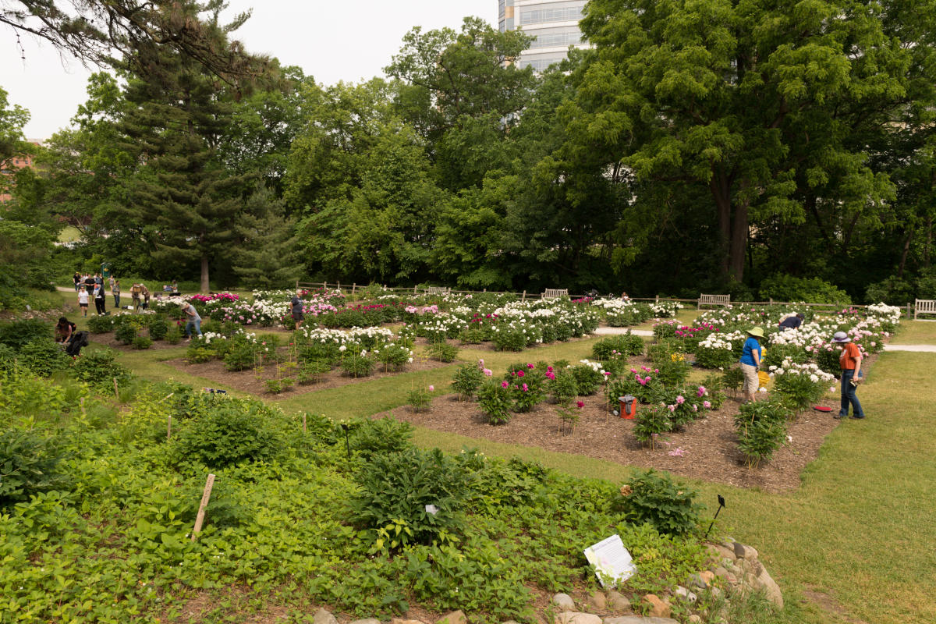 The Nichols Arboretum, a nature reserve near the University of Michigan in Ann Arbor.